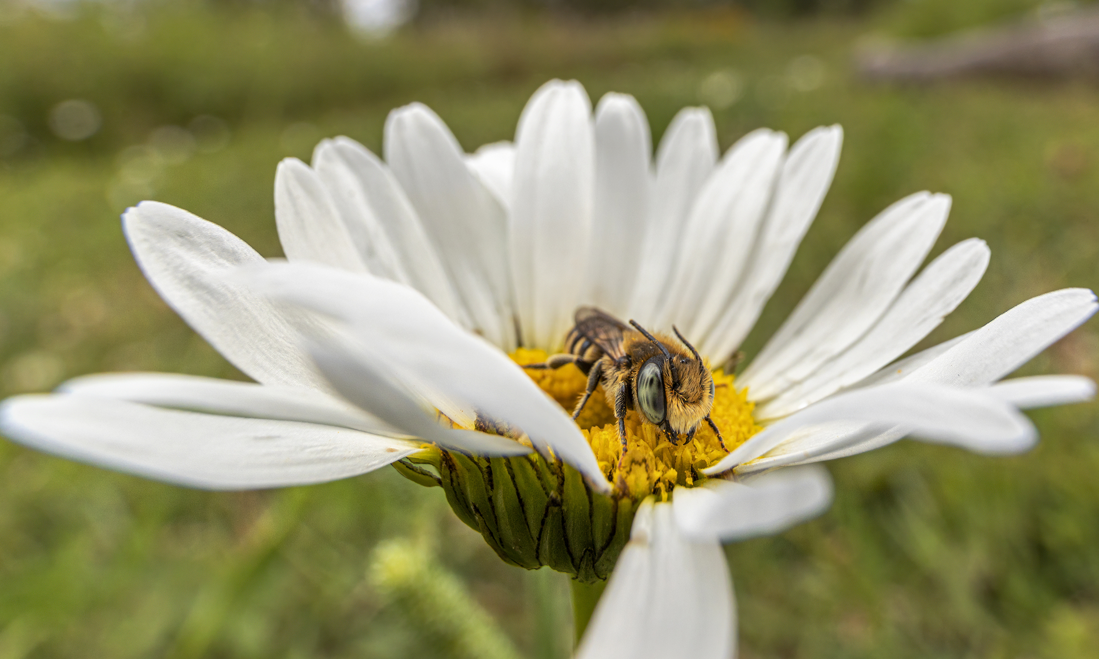 Pollinator Survey