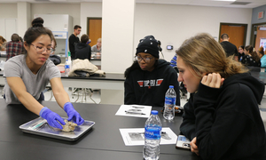 Students looking at a sheep's brain